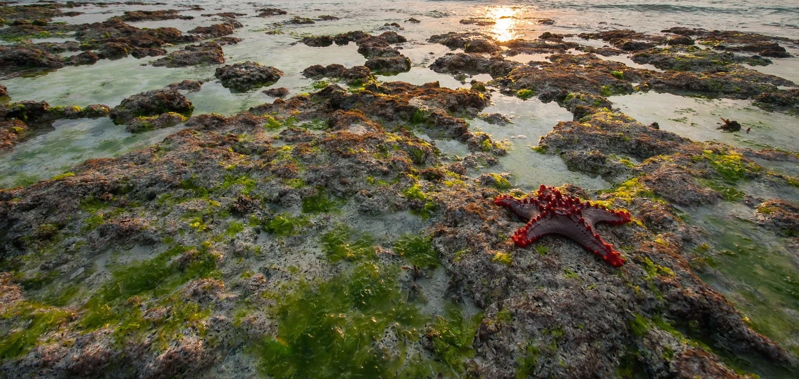 Starfish-Tide cropped.jpg