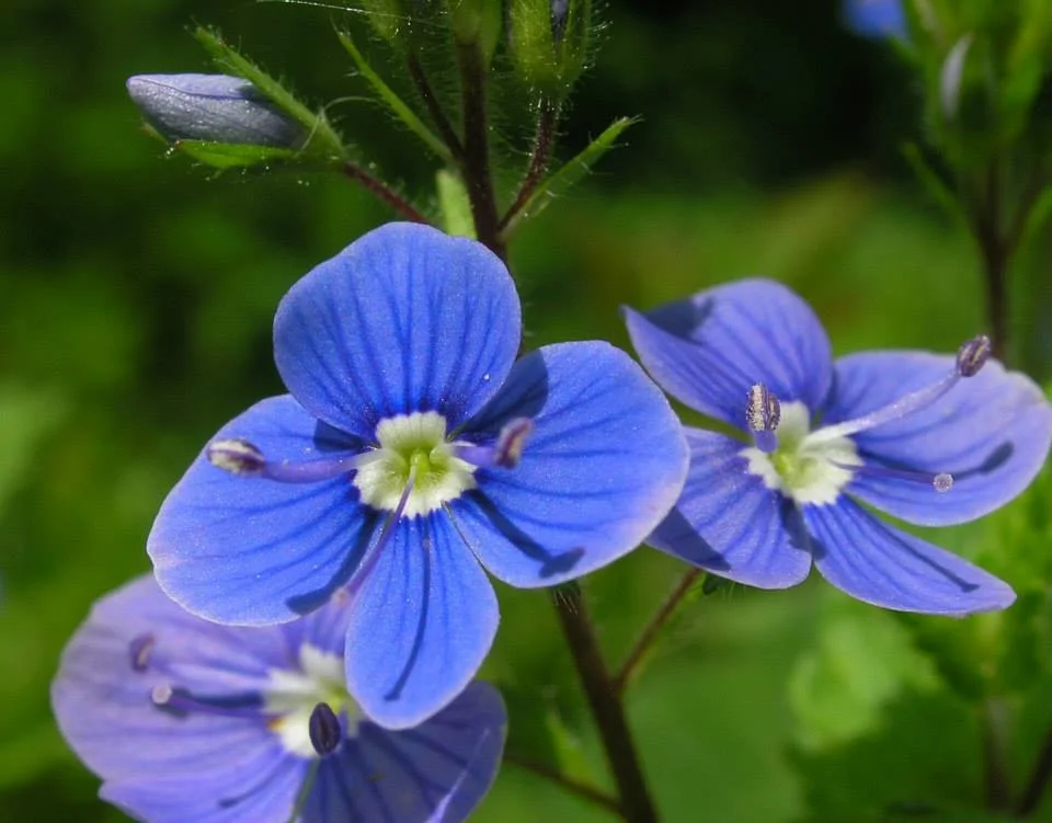 better speedwell website.jpg