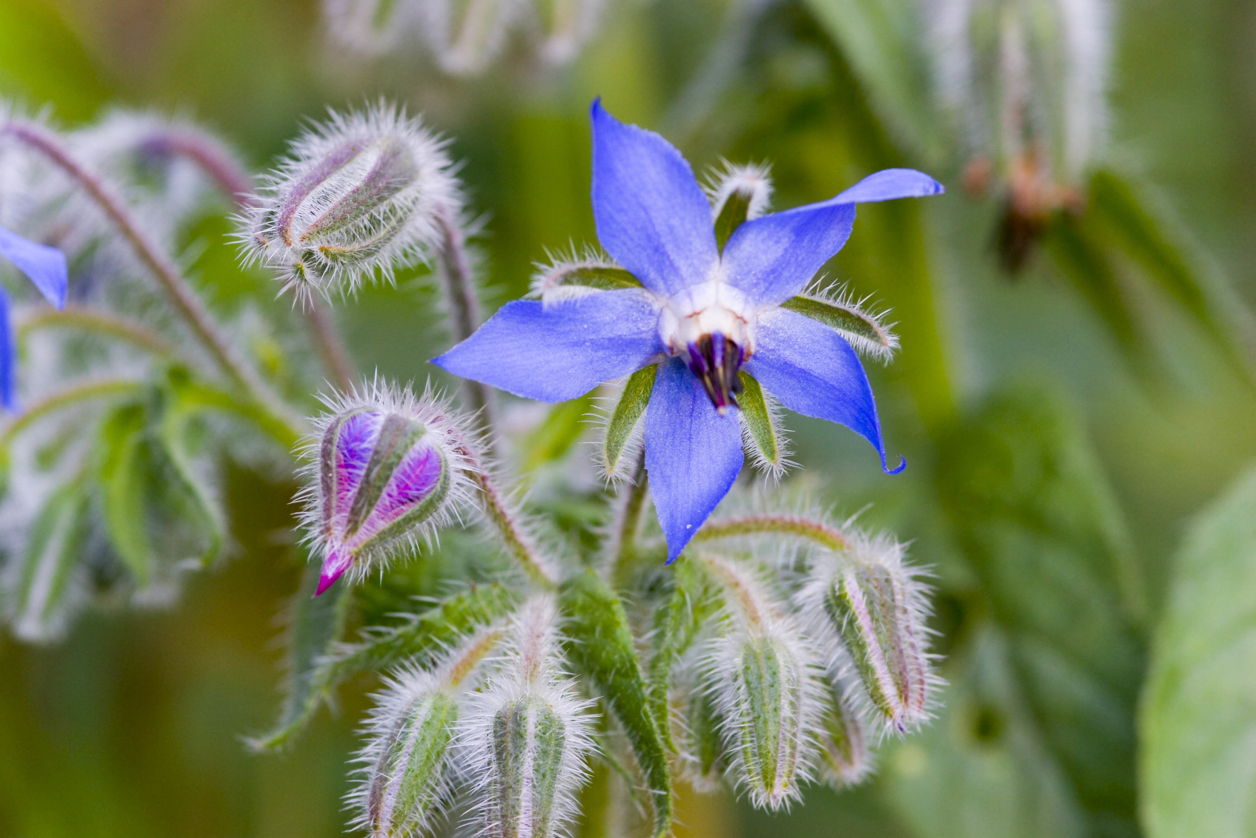 170 borage.JPG