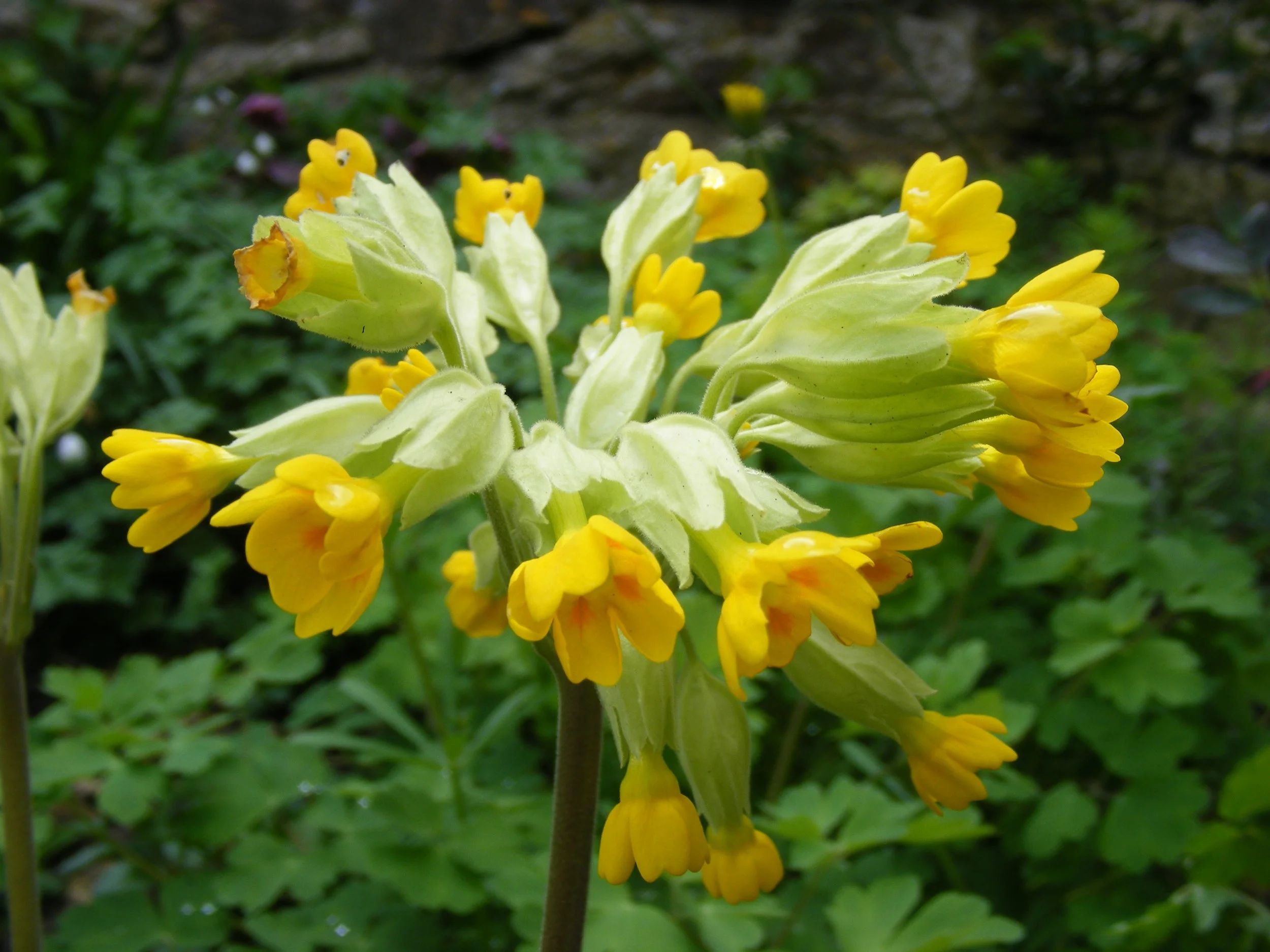 cowslip.JPG