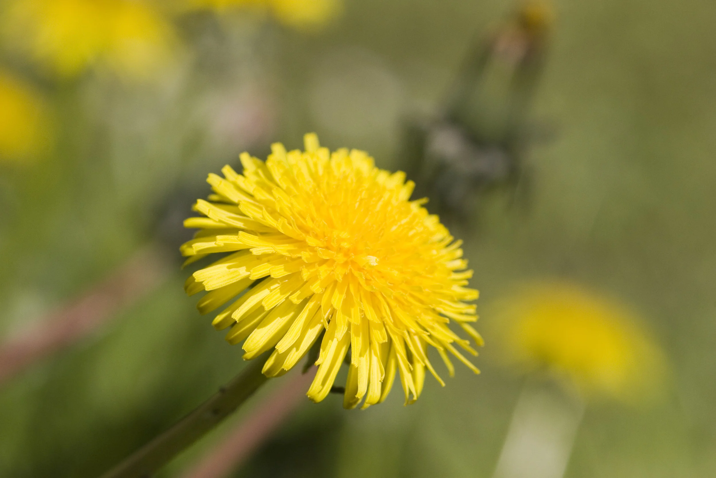 250 dandelion.JPG