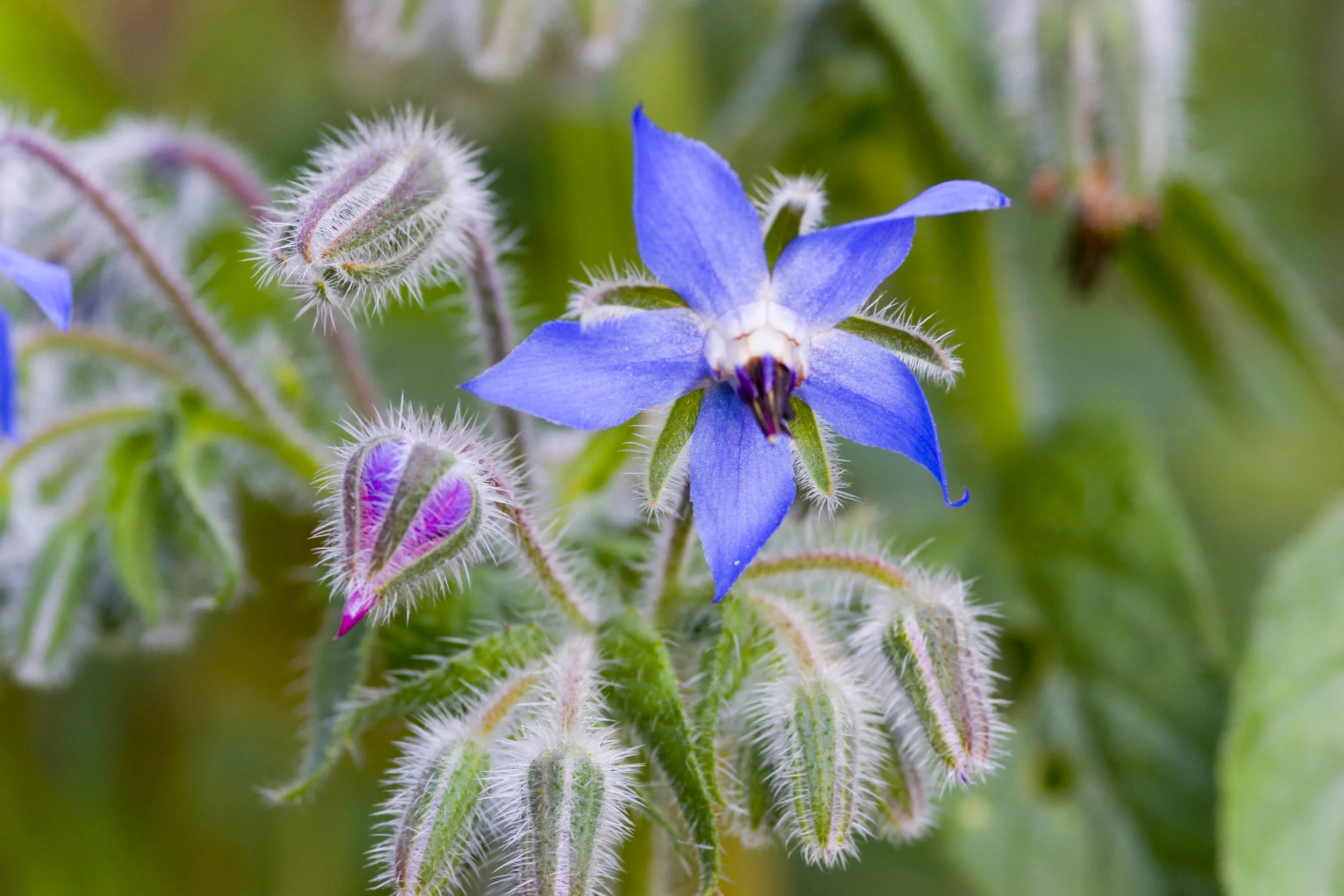 170 borage.JPG