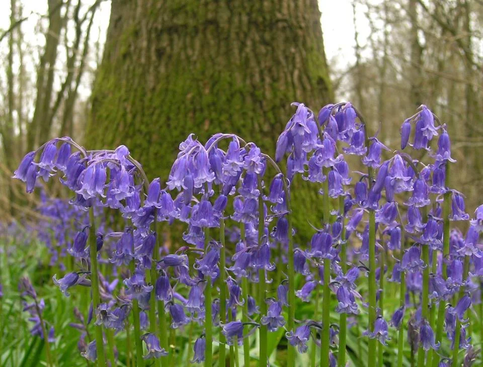 bluebell website.jpg