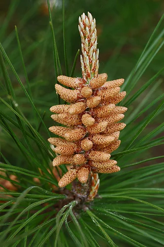 pinus sylvestris flower web.jpg