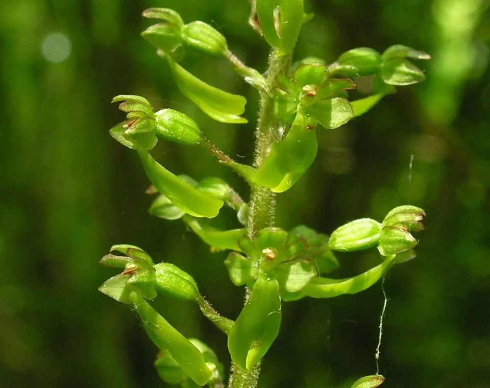twayblade jumping.jpg