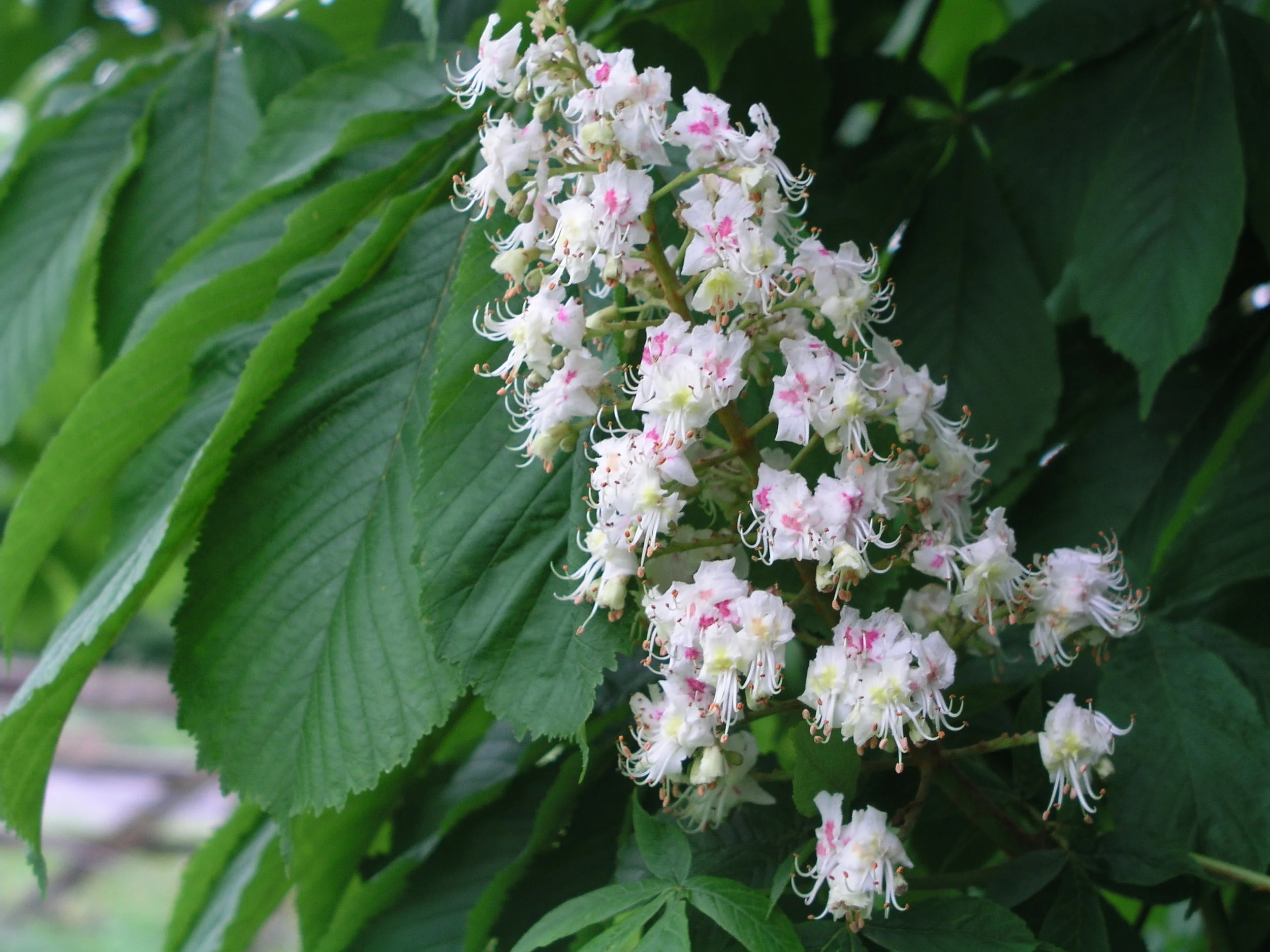 150 white chestnut.JPG