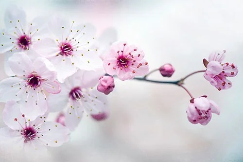 cherry-plum-blossom-500x500.jpg