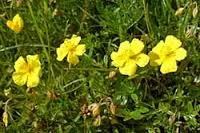 rock rose.jpg