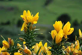 gorse.jpg