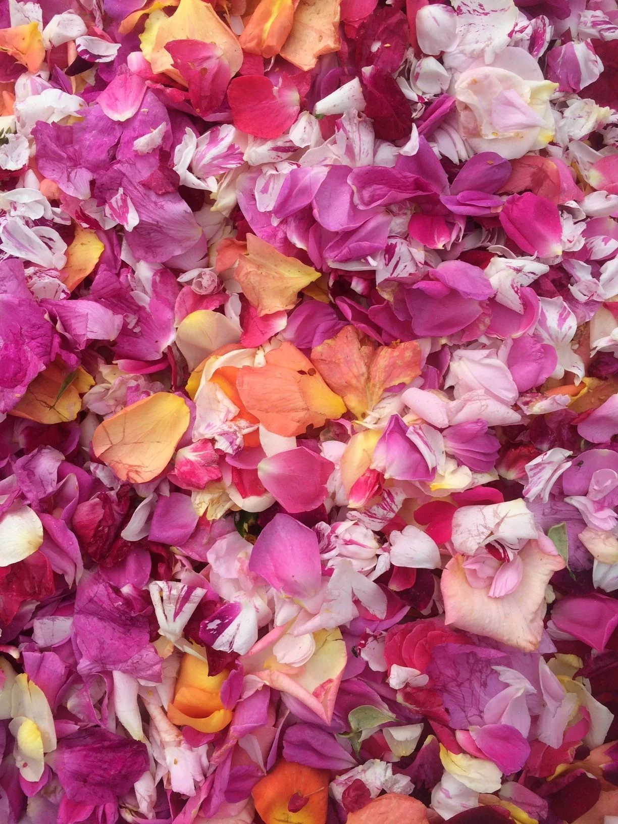 rose petals.jpg