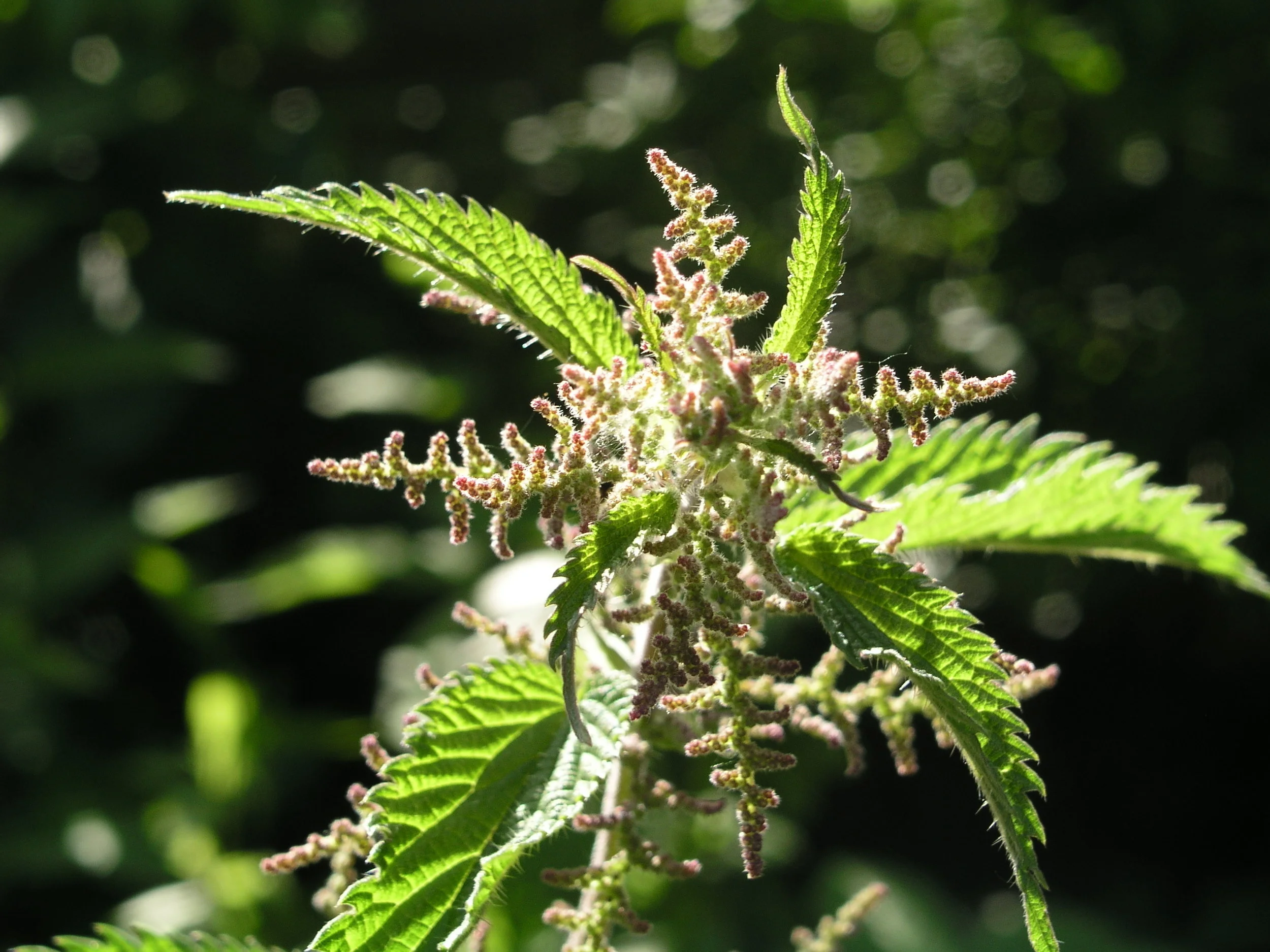 180 nettle.JPG