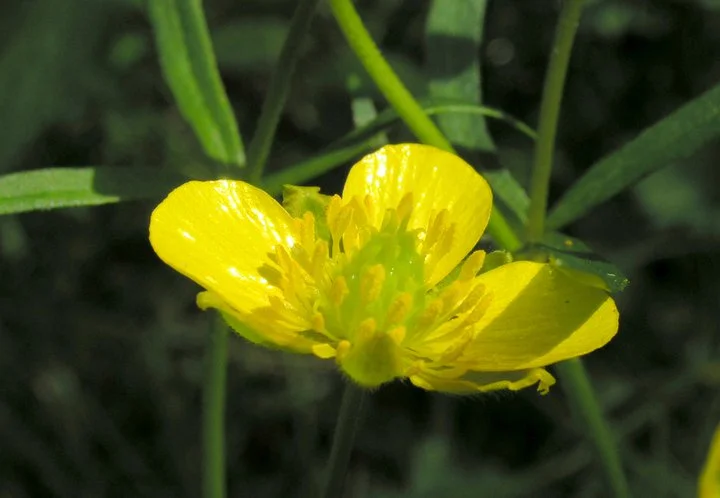 buttercup website.jpg