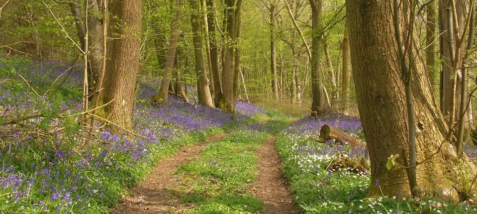 english woodland website.jpg