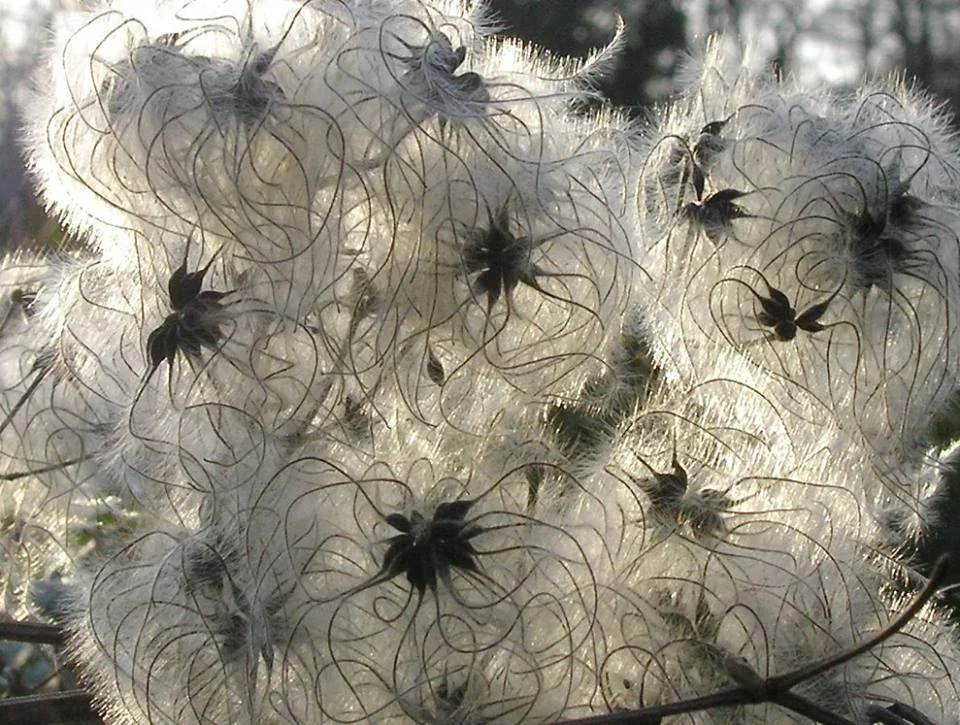 clematis website.jpg