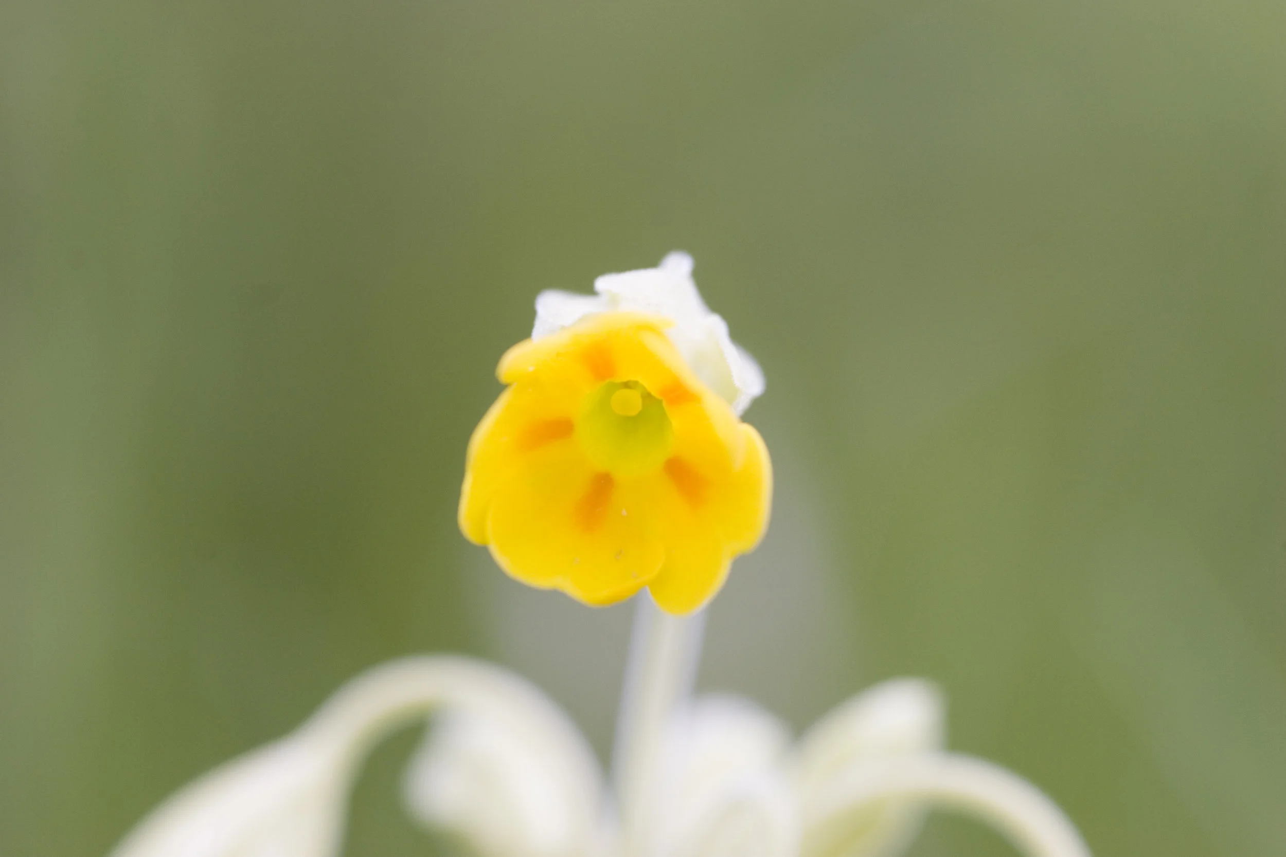 140 cowslip.JPG