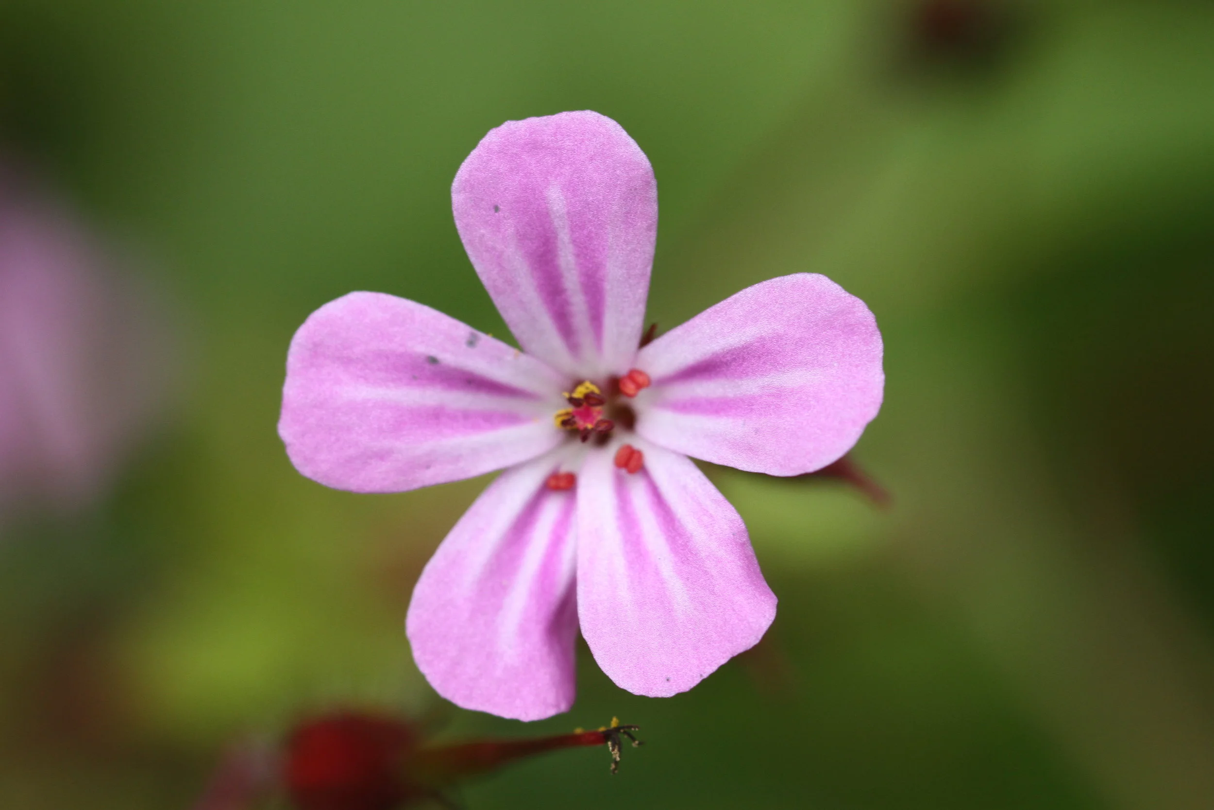 herb robert close.JPG