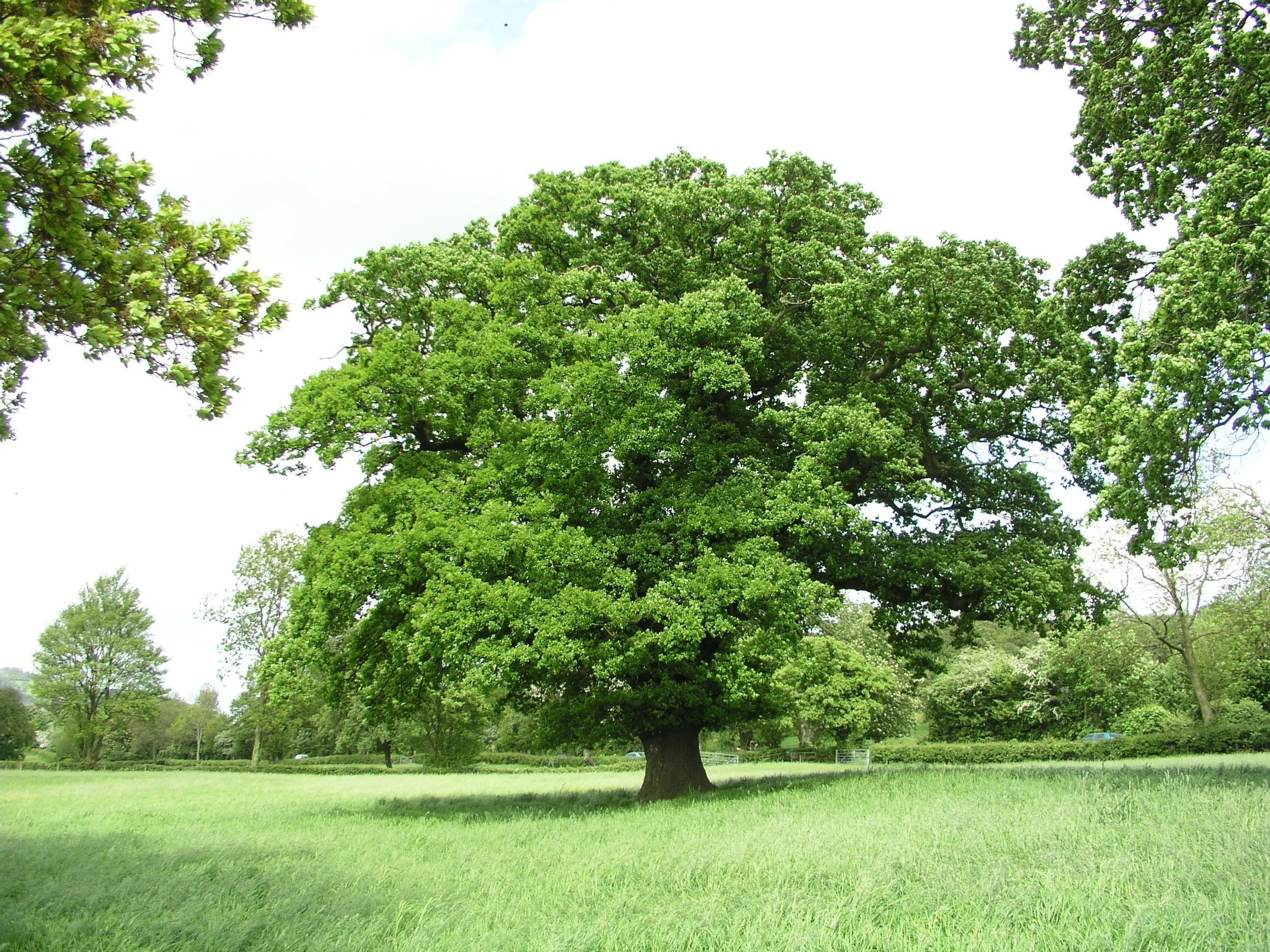 260 oak tree.JPG