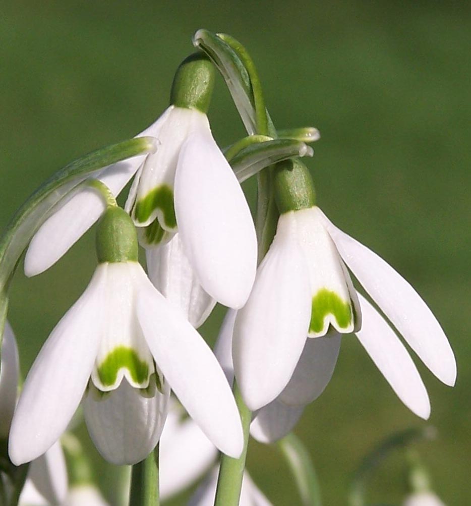snowdrop website.jpg