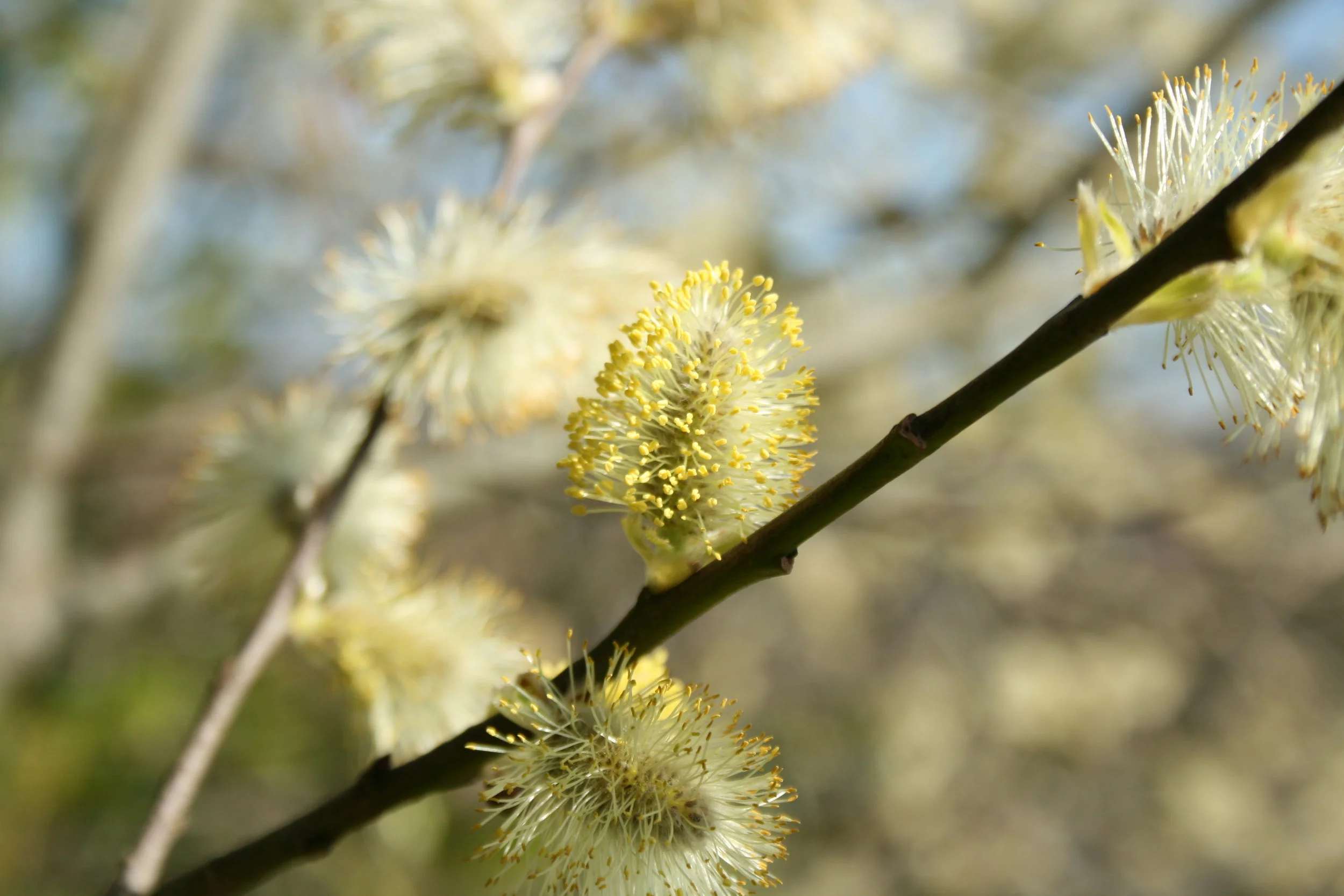 willow Dans house 2013-07.JPG