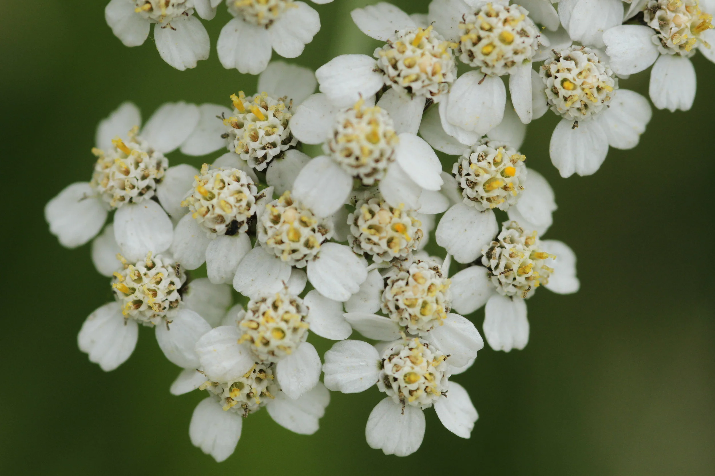 yarrow.JPG