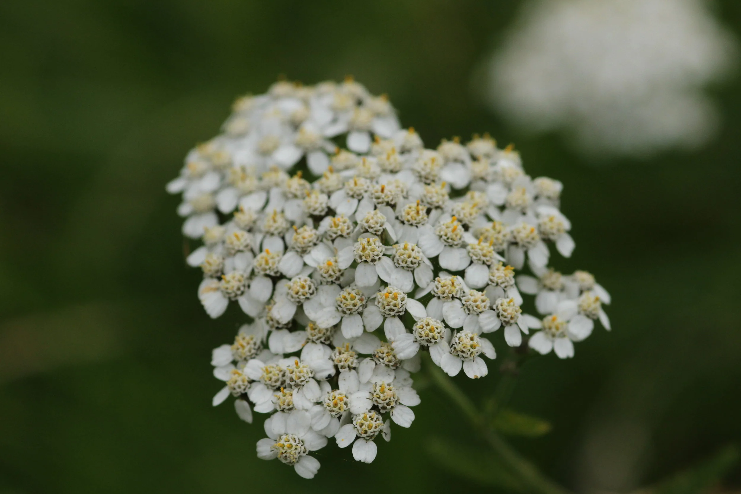 yarrow.JPG
