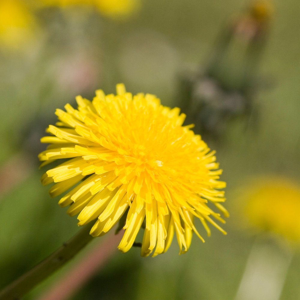 Dandelion Flower Essence ~ be here now | Saskia's Flower Essences