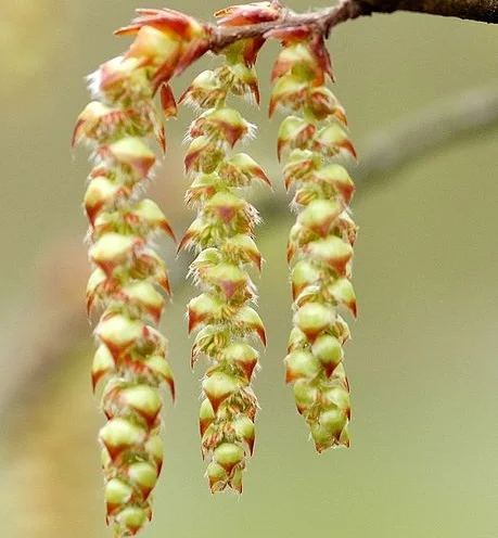 hornbeam+website.jpg
