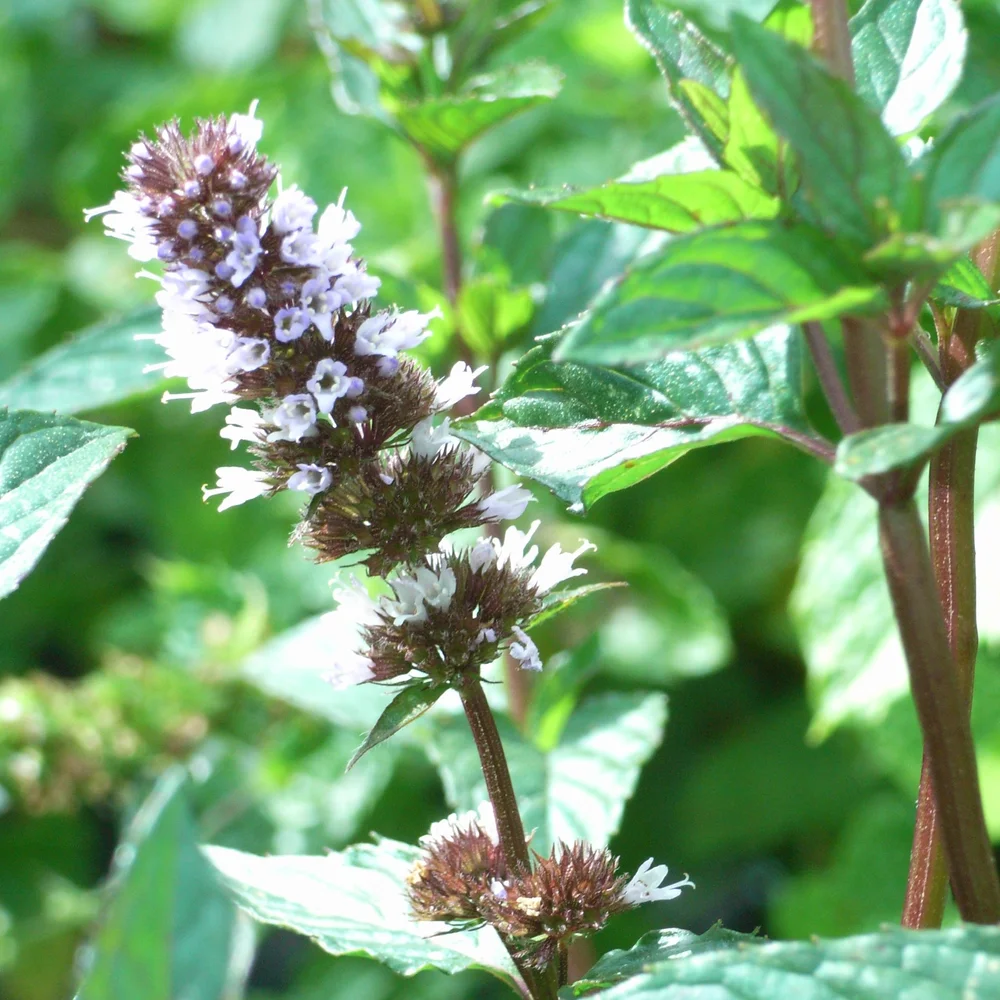 Peppermint Flower Essence Clear And Focussed Saskia S Flower Essences