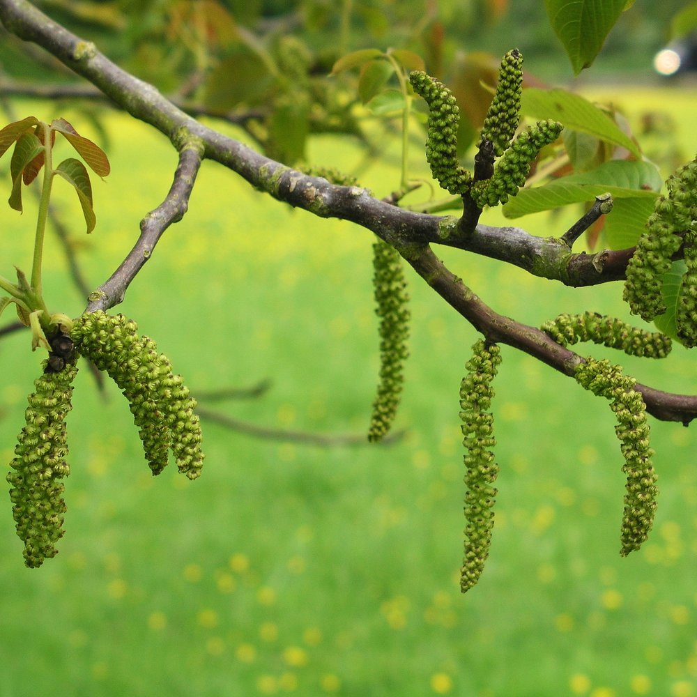 Walnut Flower Essence Support During