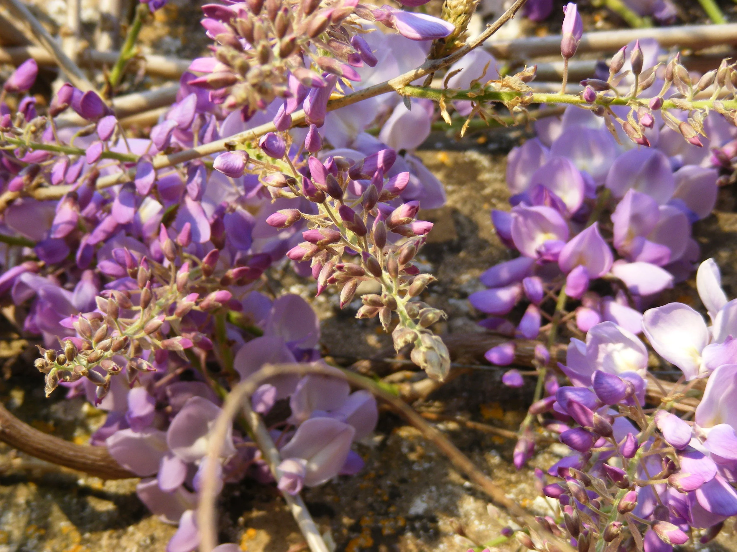 Wisteria Flower Essence intimate expression Saskia's Flower Essences