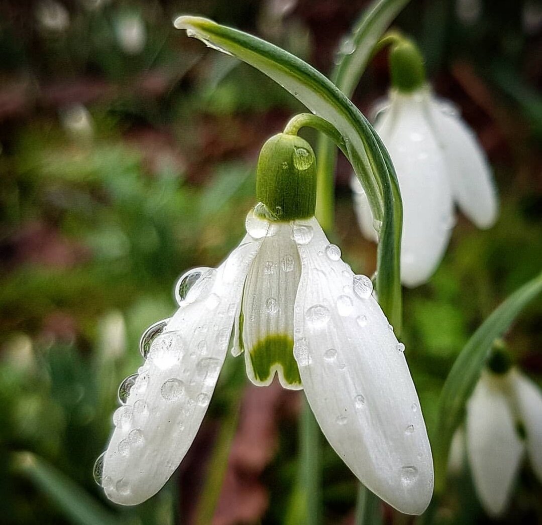 snowdrop rain.jpg
