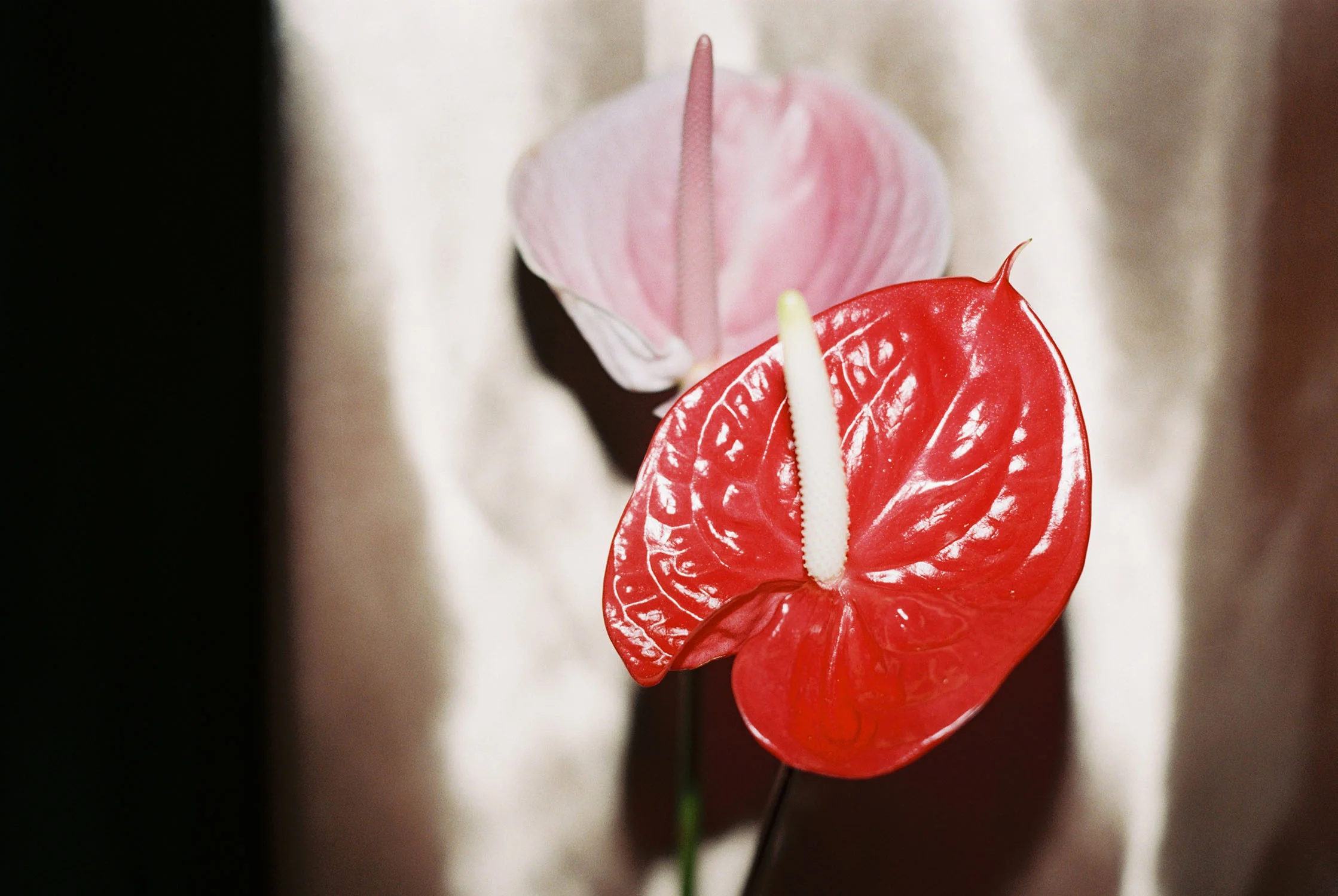 Untitled 19