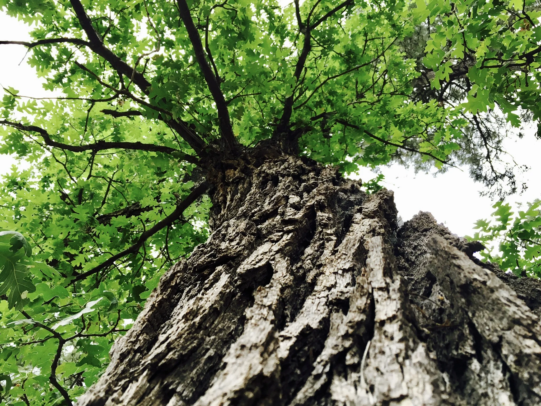 Deep Roots