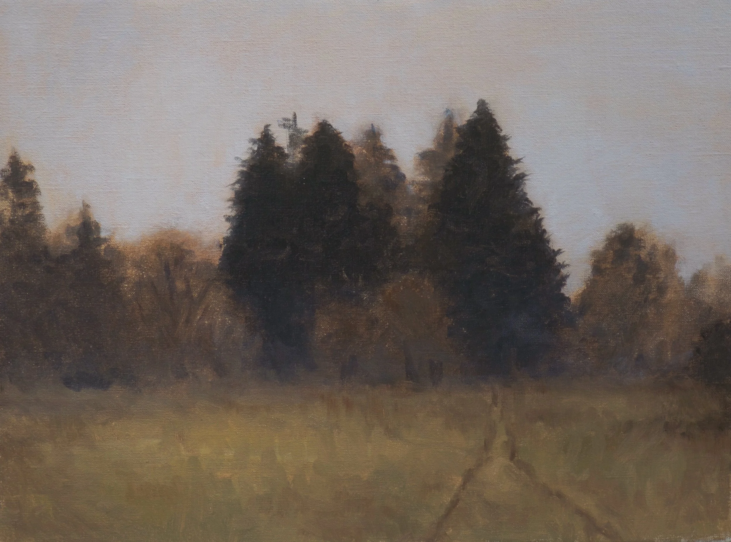 Trees in Fog