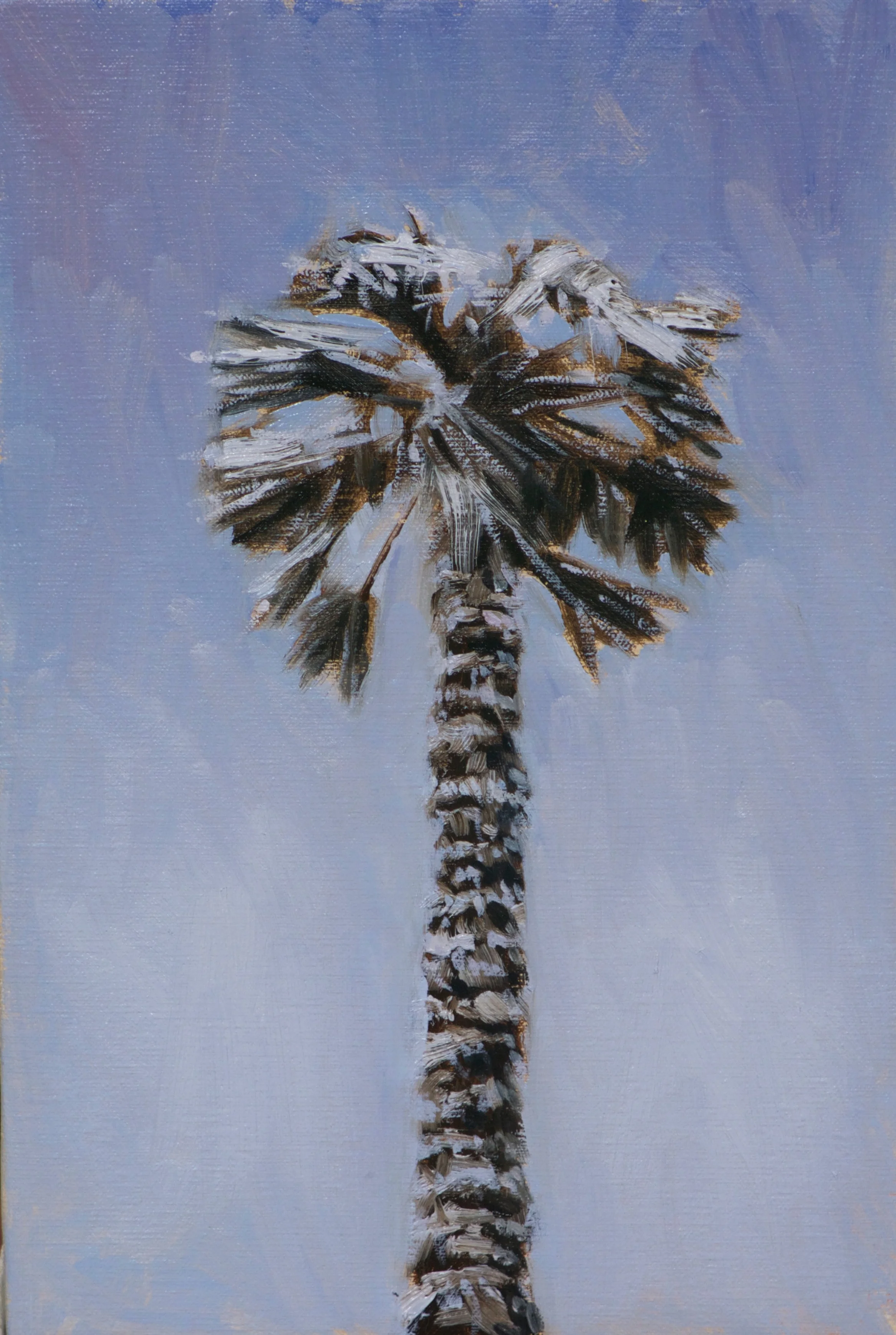 Palm Tree in Snow