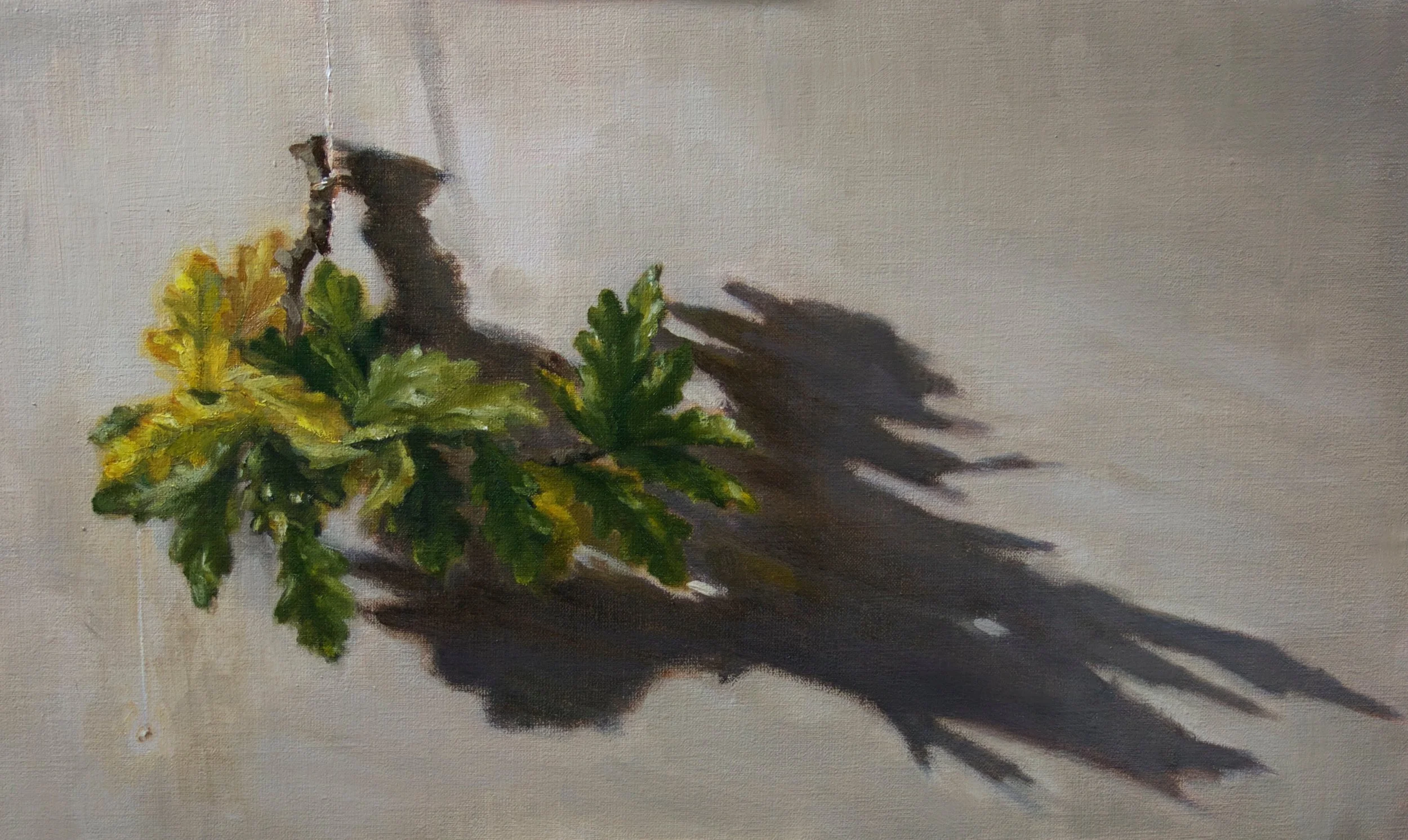 Oak Leaves and Shadows