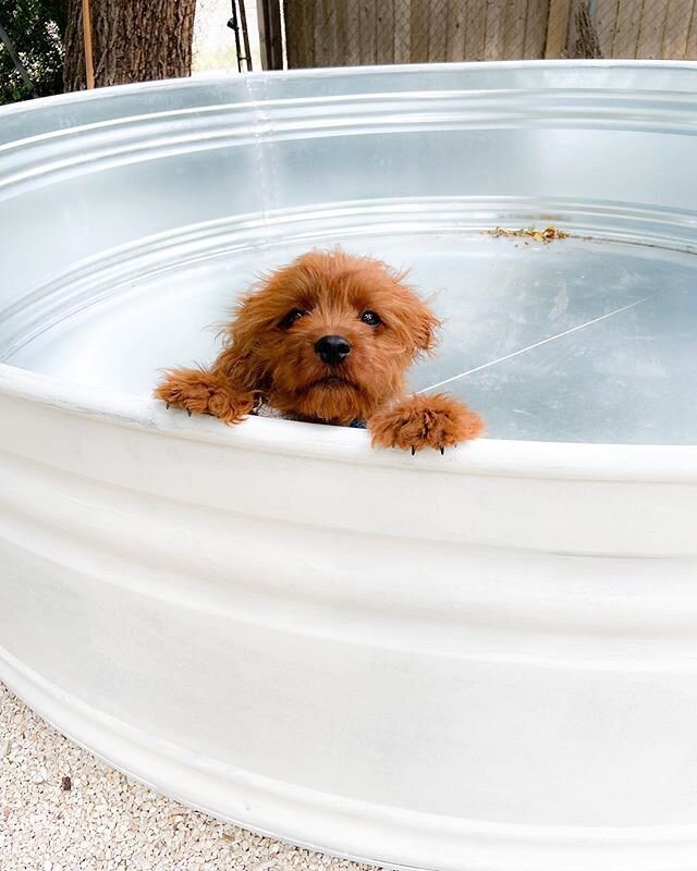 The dog days of summer aren&rsquo;t so bad with a stock tank pool 🐶💦
&bull;
📷: @barleyflowers
&bull;
Follow @stocktankpools! 👆 And visit our bio link for more inspiration and 3 step DIY guide.
&bull;
#stocktankpool #stocktank #diy  #summervibes #