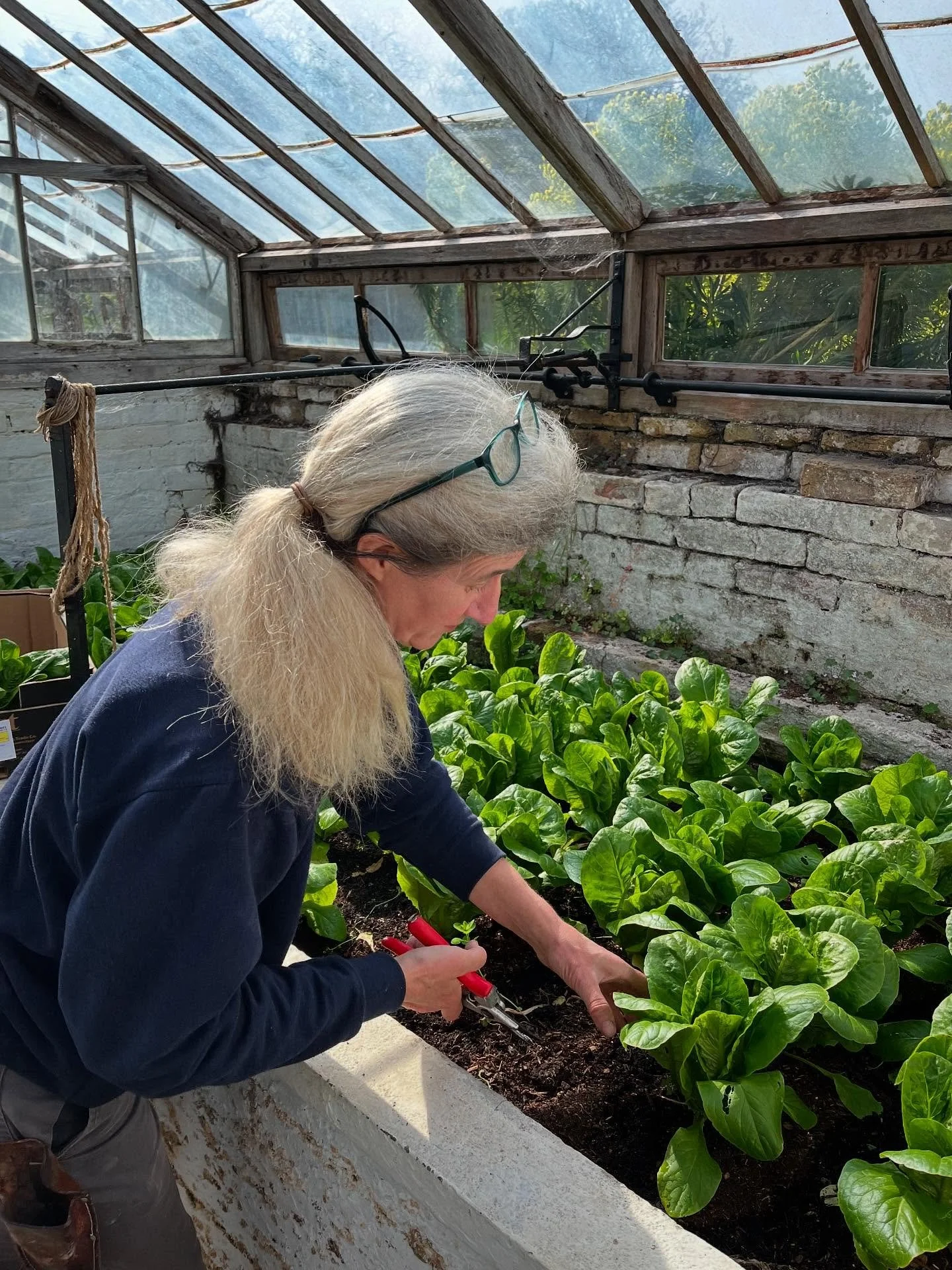 Spring is here and very slowly the produce starts to pop up. Lettuce grown in an amazing little cucumber house by one of our longtime friends Sue @powellcottonmuseum . Cannot wait for the tomatoes&hellip;.