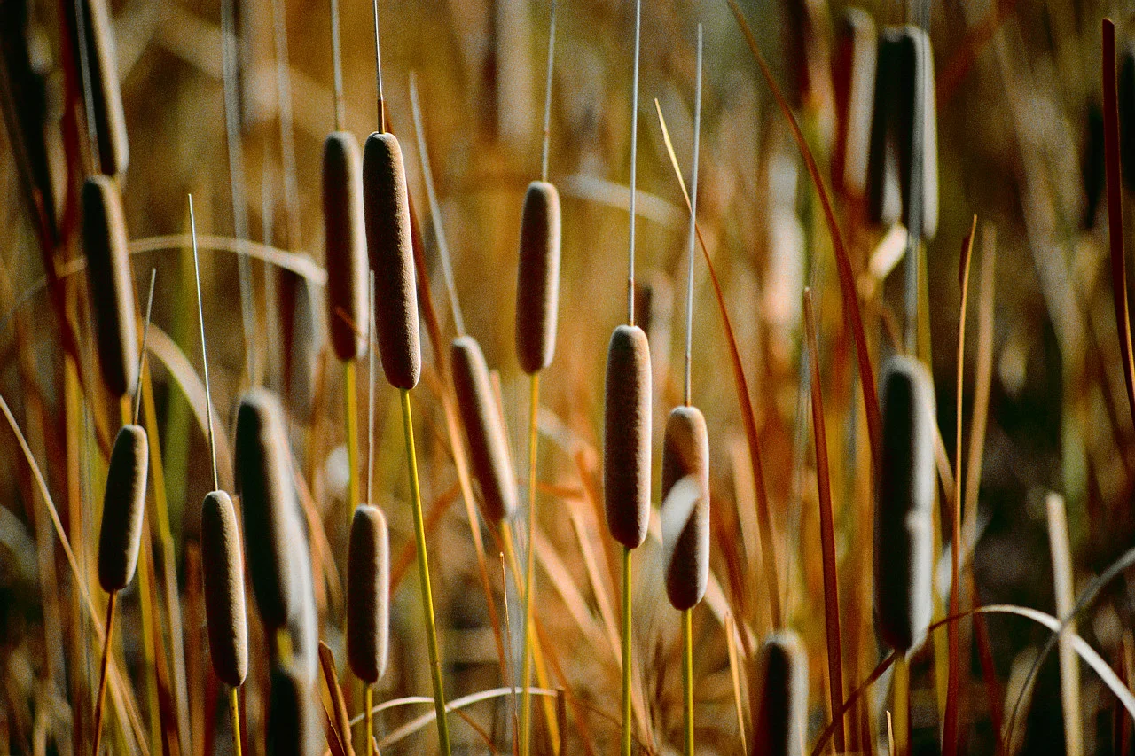 cattails_8yyb.jpg
