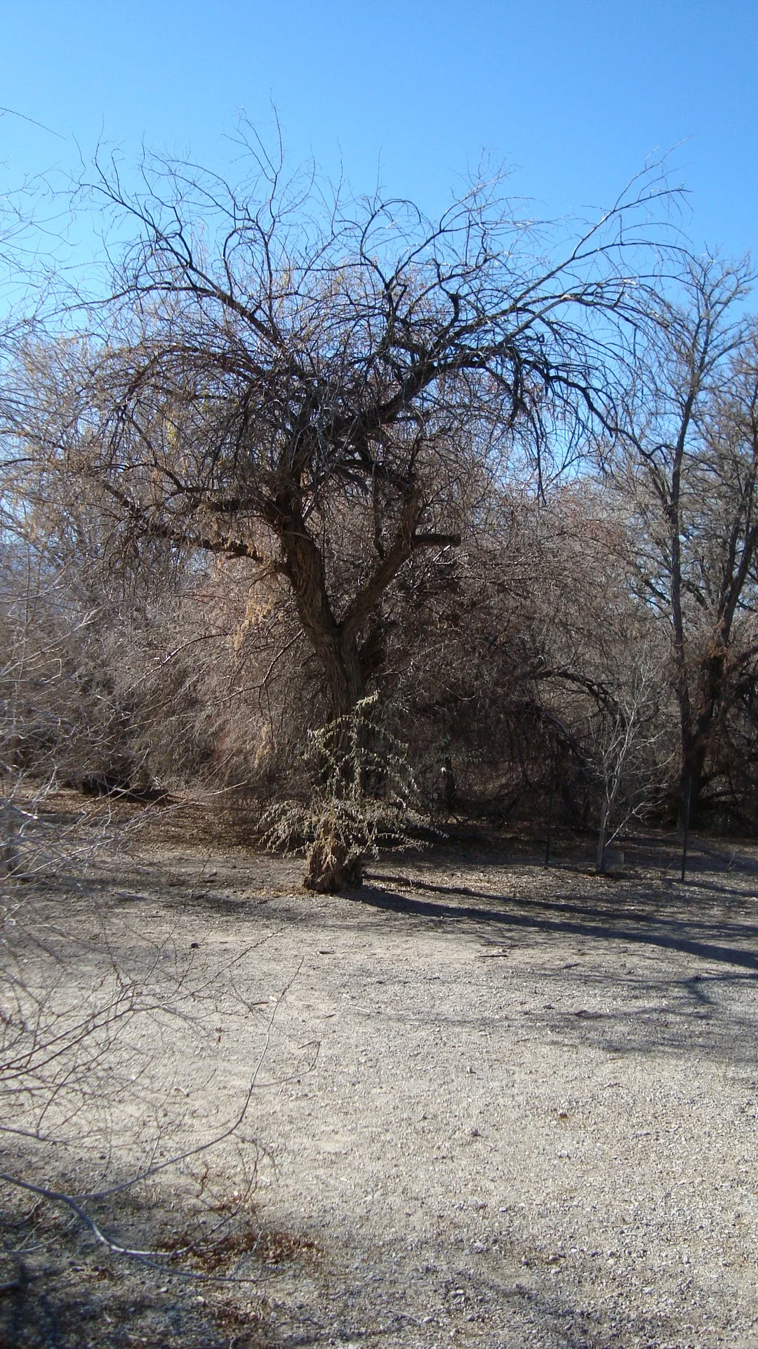 DSC00244.JPG