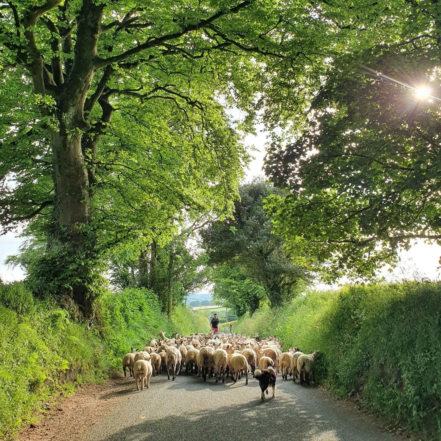 A view down our lane which always makes me smile.... especially when filled with a flock of noisy sheep!