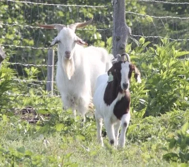 GOATS - The farmers of PPFG has been successful with a variety of goats 