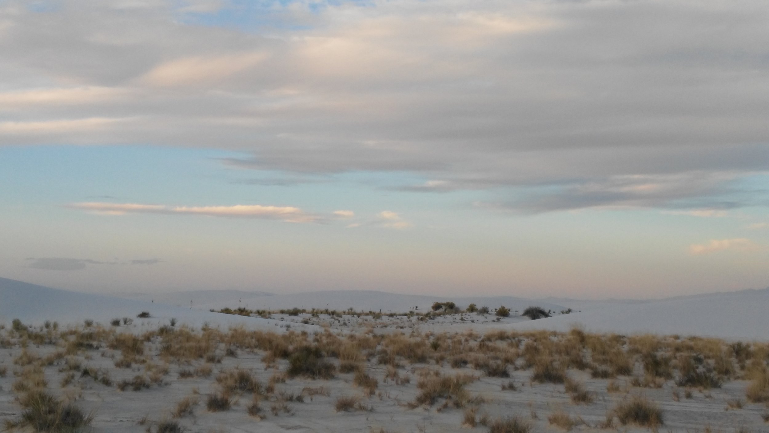 White Sands vegetation.jpg