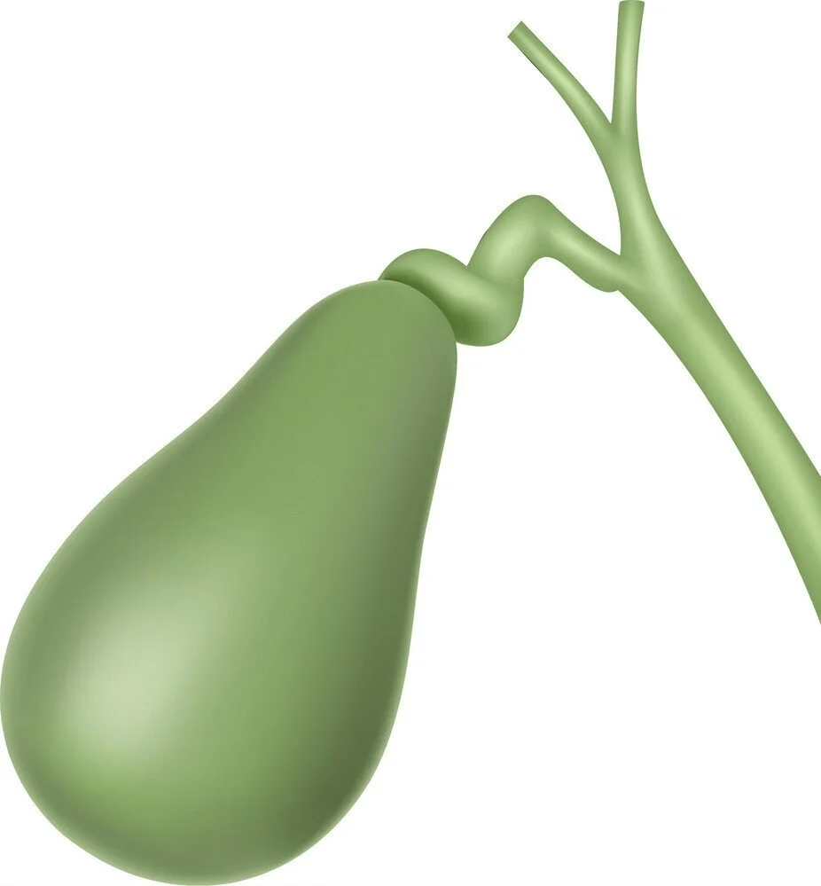 cartoon-of-human-gallbladder-anatomy-vector-8129437.jpg