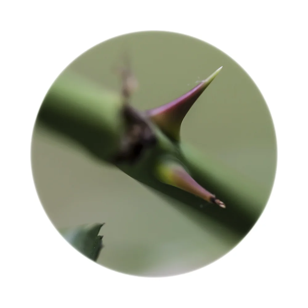 Nature Up Close #9