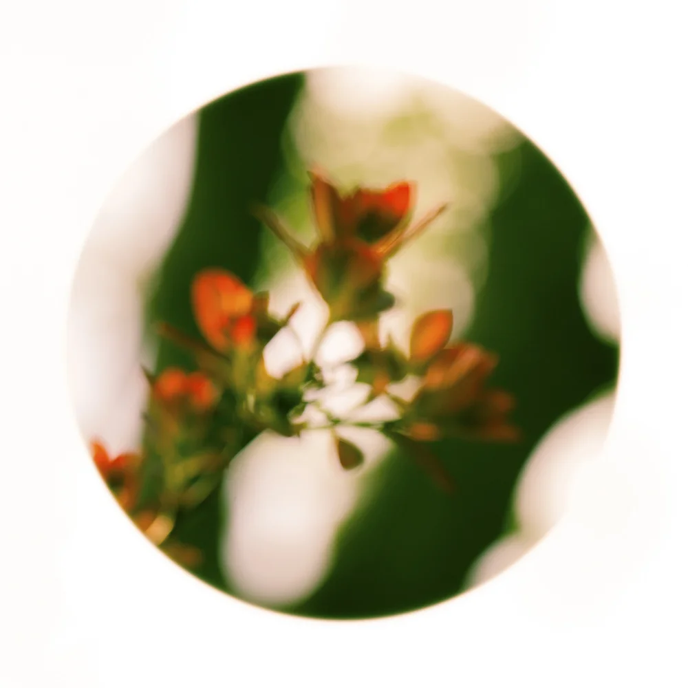 Nature Up Close #12