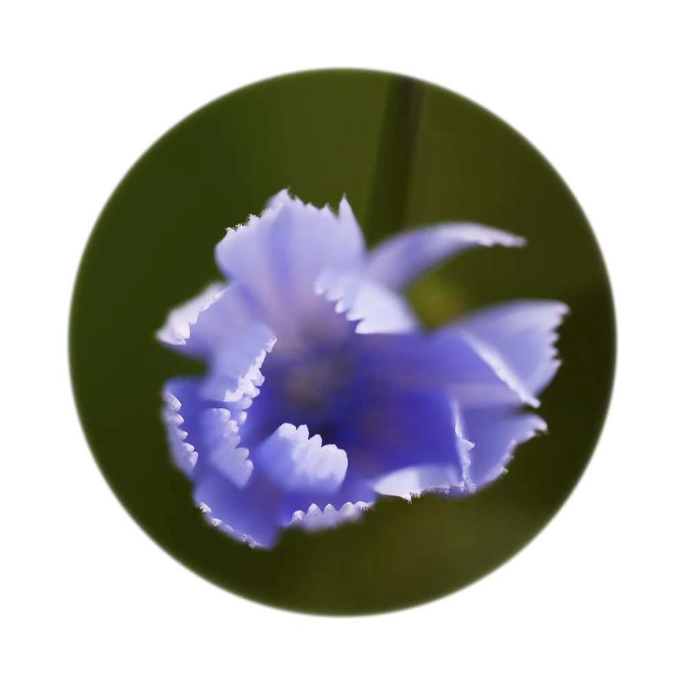 Nature Up Close #17