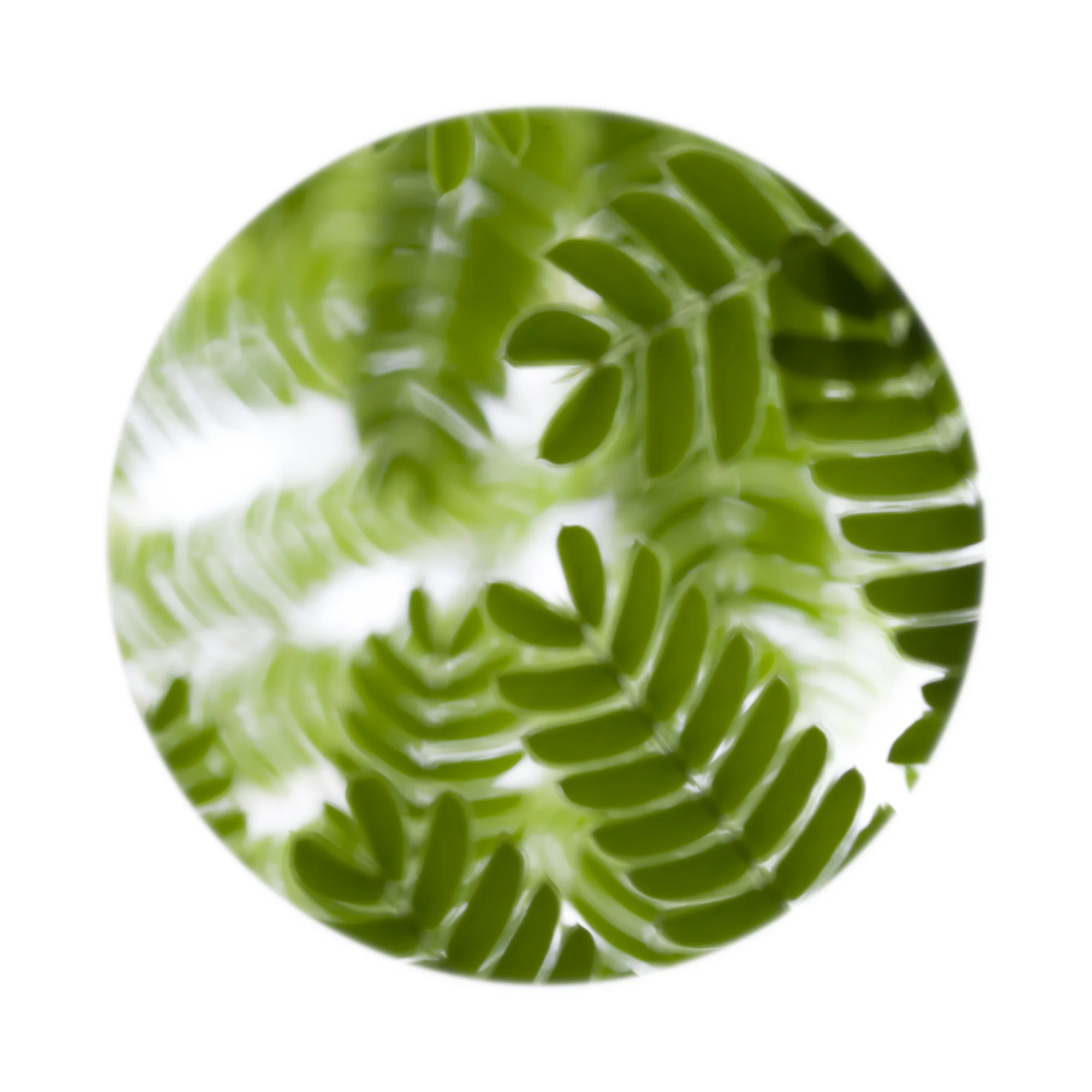 Nature Up Close #16