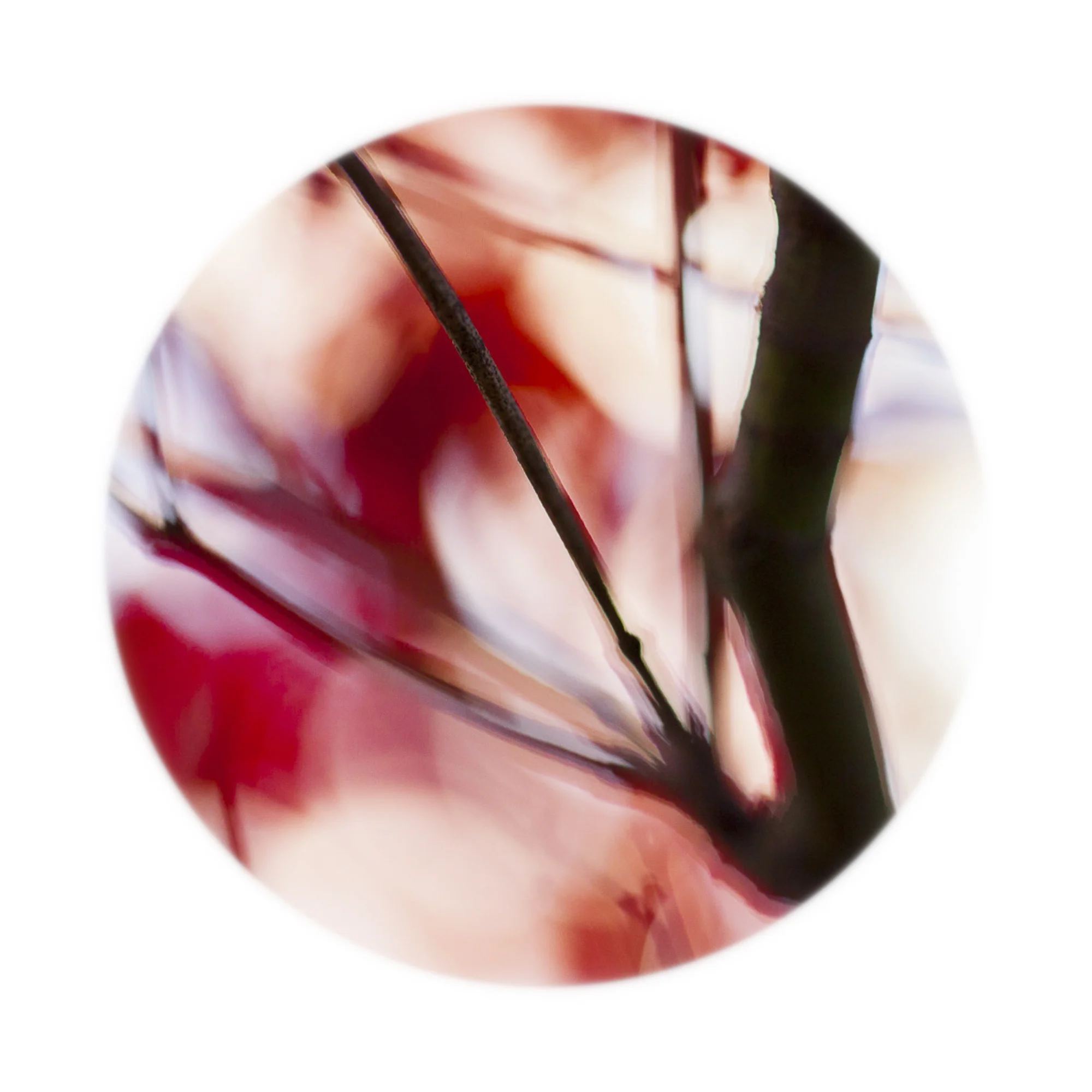 Nature Up Close #20