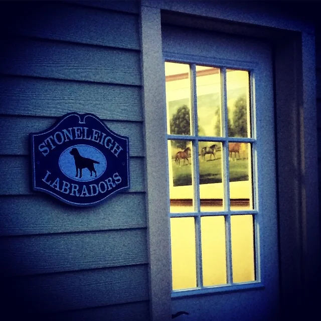 About Us — Stoneleigh Labradors